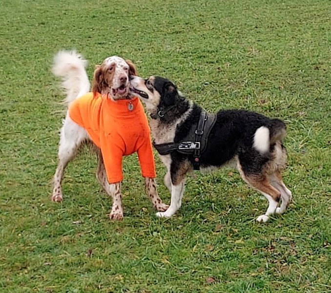 CaniParc 16 - Dog Park - photo 2