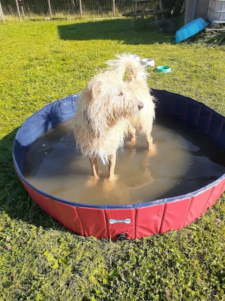 CaniParc 16 - Dog Park - photo 3