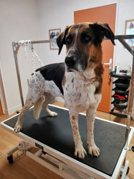 Chien Beauté - photo 1