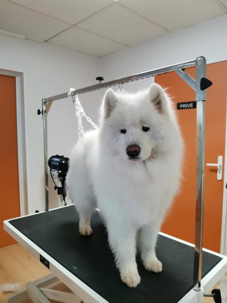 Chien Beauté - photo 2