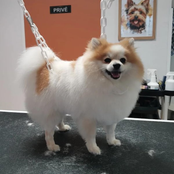 Chien Beauté - photo 3