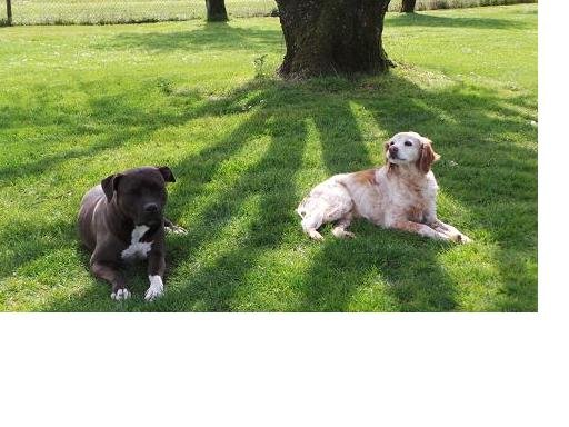 Pension Canine et Féline des Grands Lauriers