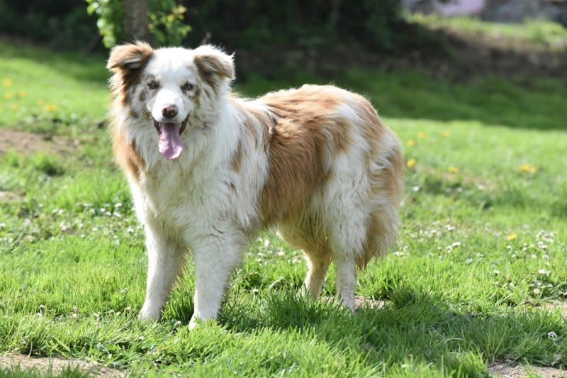 Elevage canin du Mas Ensoleillé