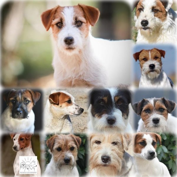 Elevage canin du Mas Ensoleillé - photo 2