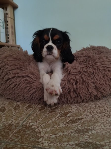 Elevage canin du Mas Ensoleillé - photo 3