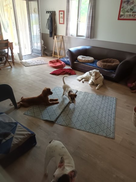 Pension canine Ze Dog House - Charente