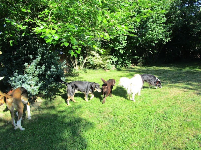 Pension canine Ze Dog House - Charente - photo 2