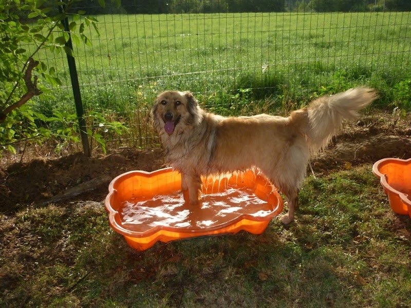 Pension canine Ze Dog House - Charente - photo 3
