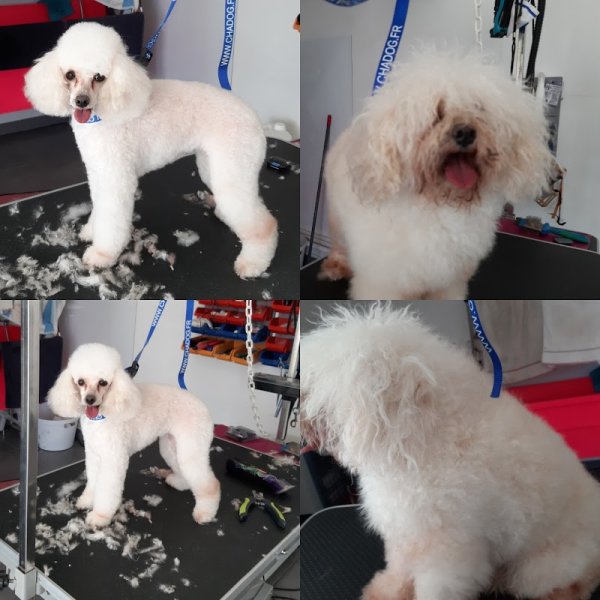 Toilettage Canin Mansle - photo 2