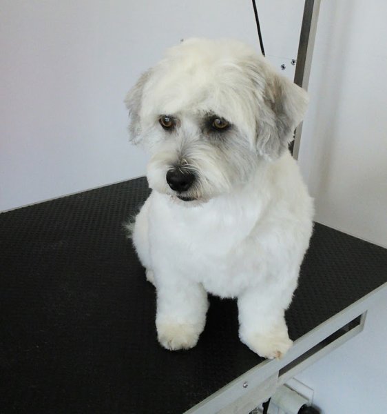 Toilettage Canin Mansle - photo 3