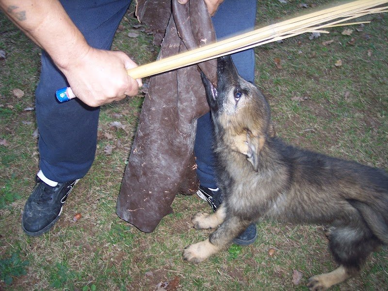 DOG N CAT SERVICE - photo 2