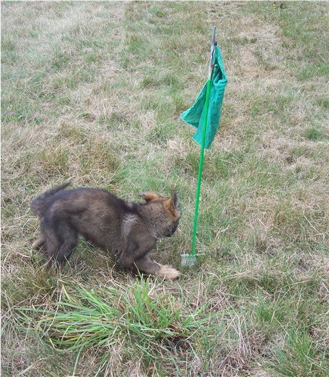 DOG N CAT SERVICE - photo 3