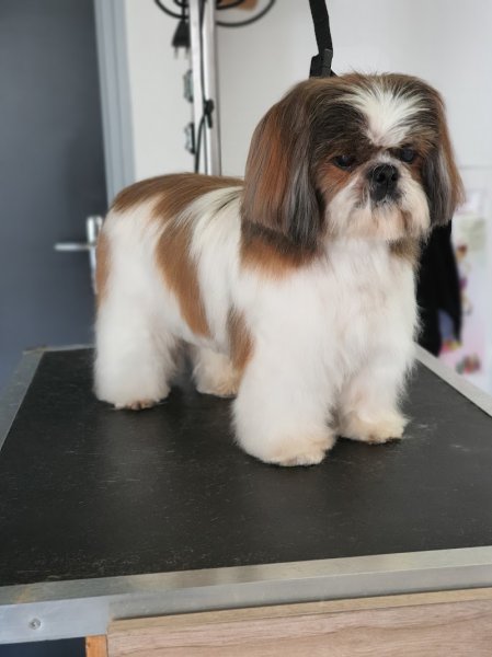 Patte Blanche - salon de toilettage canin et félin