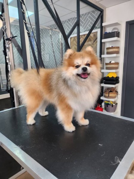 Patte Blanche - salon de toilettage canin et félin - photo 2