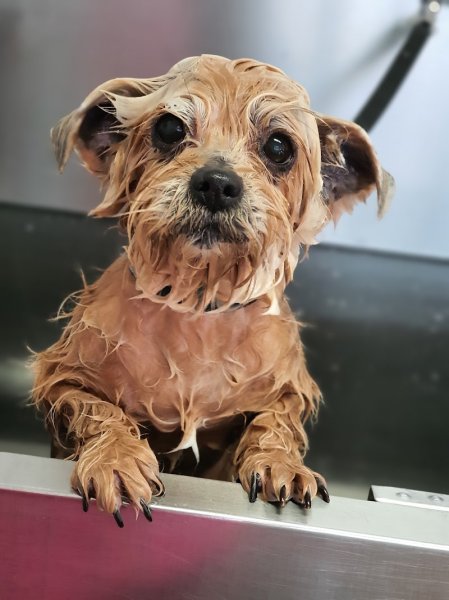 Patte Blanche - salon de toilettage canin et félin - photo 3