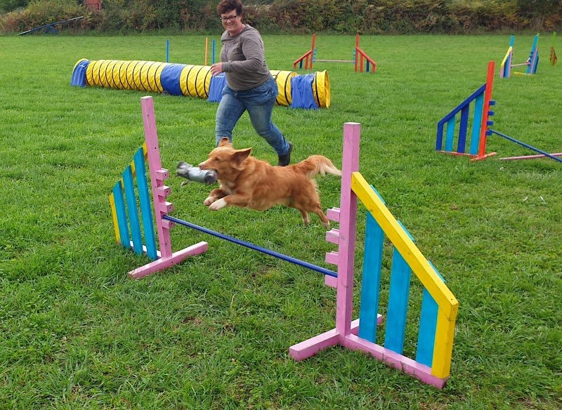 Les Chiens Sportives - photo 1