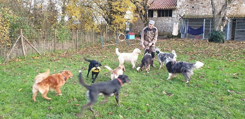 Les Chiens Sportives - photo 2