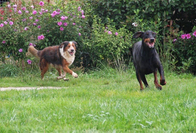 Auberge Canine et Féline de La Double - photo 1