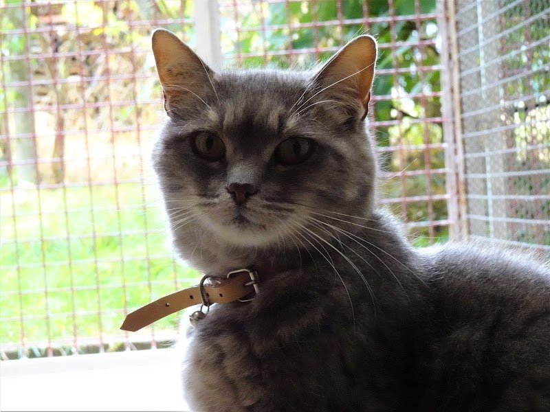 Auberge Canine et Féline de La Double - photo 3