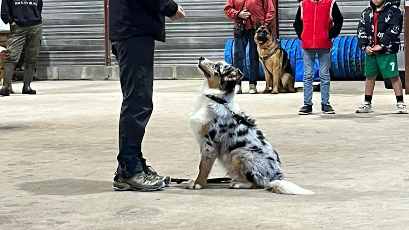 Centre de Formation Educateur Canin Un Chien Idéal - photo 1
