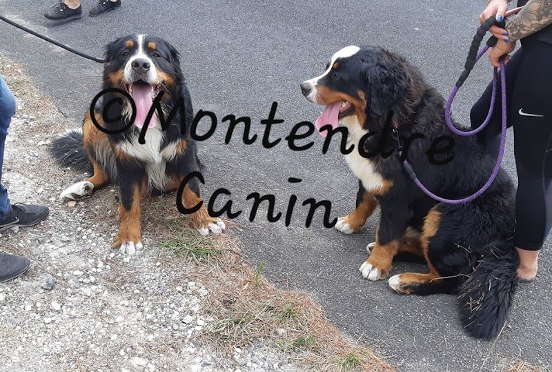 Montendre Canin - photo 2