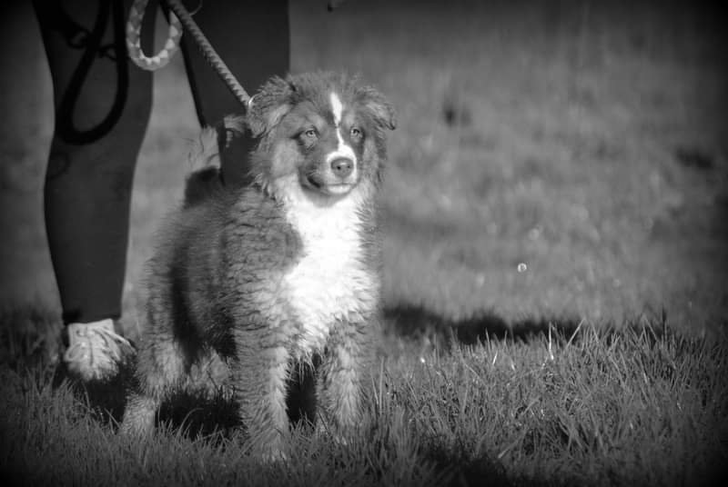 Montendre Canin - photo 3