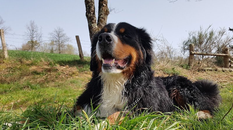 Comportementaliste Canin Felin 87 Education Canine Nathalie Autelin - photo 3