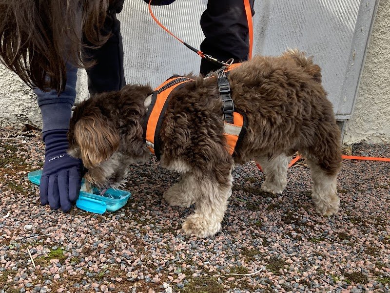 ViesDeChiens87 - photo 1