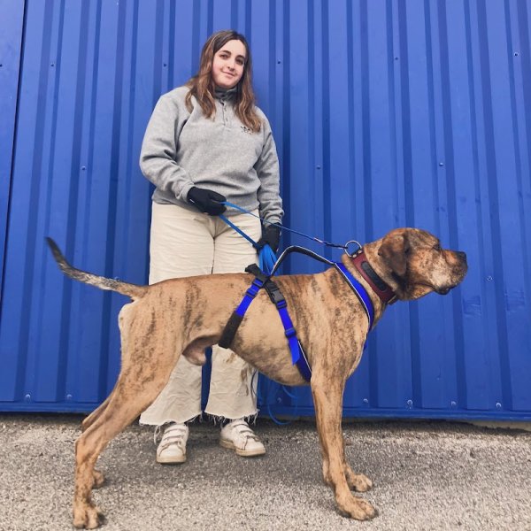 ViesDeChiens87 - photo 2