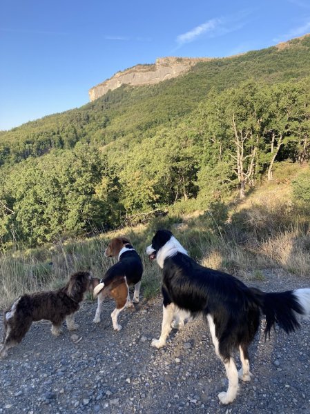 ViesDeChiens87 - photo 3