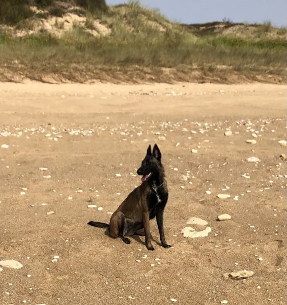 PENSION CANINE EMILIE TB - photo 1