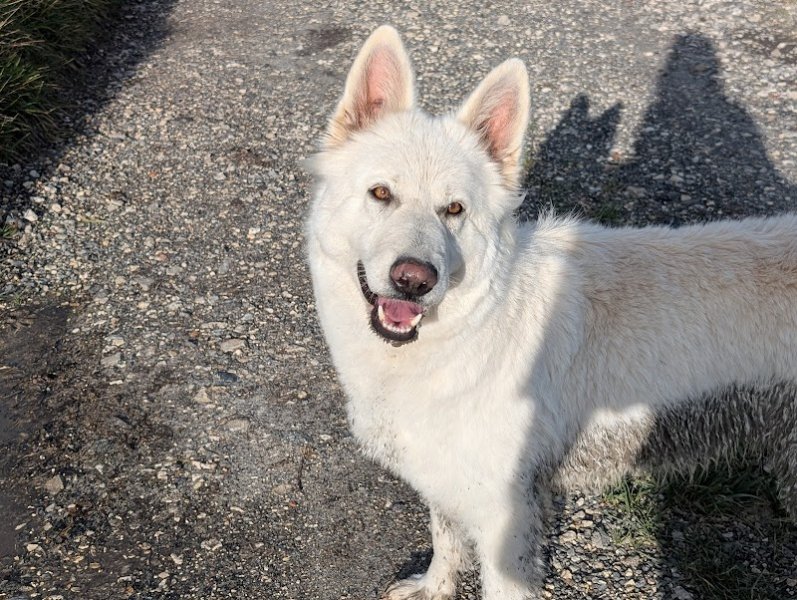 Élevage Canin Du Domaine des Gladiateurs
