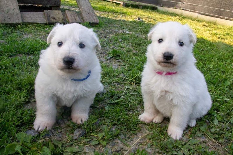 Élevage Canin Du Domaine des Gladiateurs - photo 2