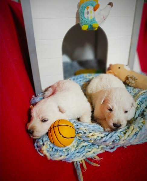 Élevage Canin Du Domaine des Gladiateurs - photo 3