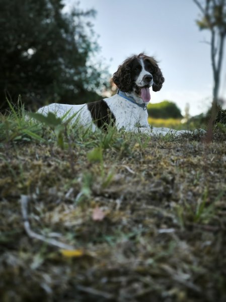 La clé des chiens, Éducateur canin et formateur premiers secours canin et félin - photo 1