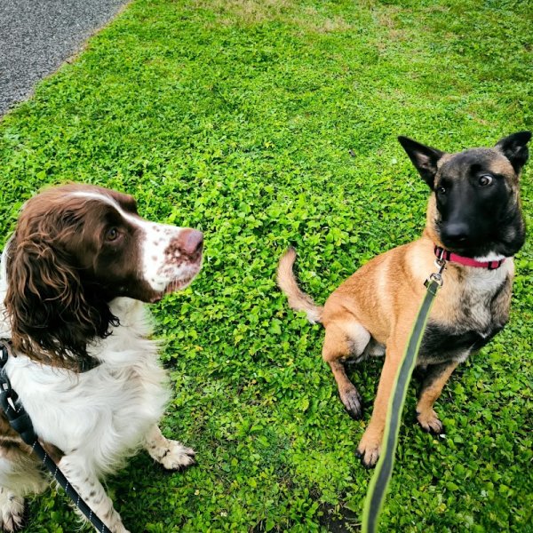 La clé des chiens, Éducateur canin et formateur premiers secours canin et félin - photo 2