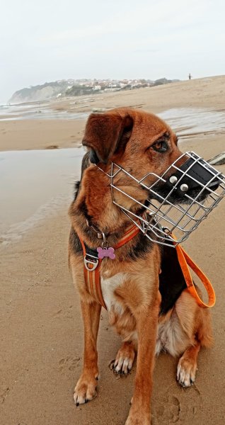 ANICOMPORT : Comportementaliste éducateur canin et félin - photo 3