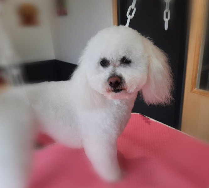 Beauty Doggy - photo 2