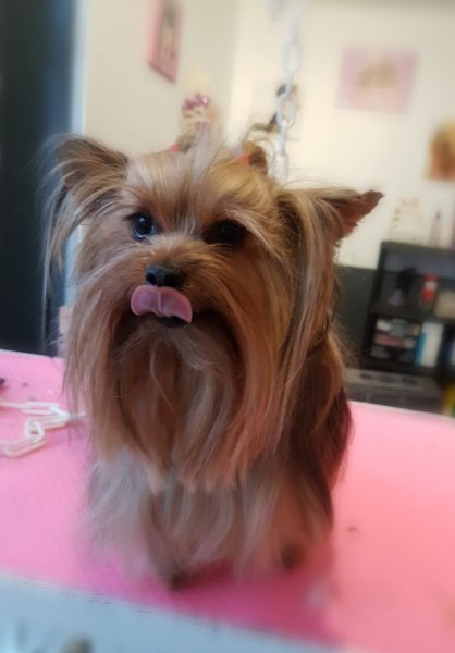 Beauty Doggy - photo 3