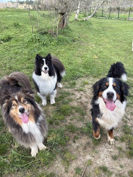 Pension canine du bois vert ( Charente 16) - photo 2