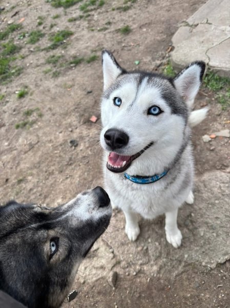 Pension canine du bois vert ( Charente 16) - photo 3