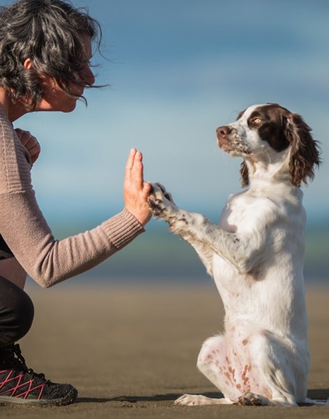 Main dans la patte 24_Éducation canine - photo 1