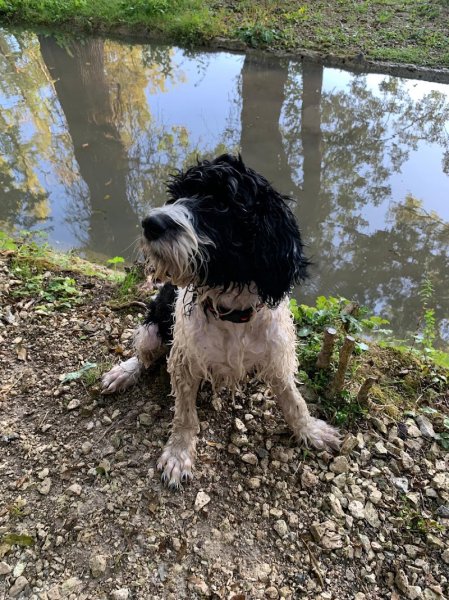 Main dans la patte 24_Éducation canine - photo 2