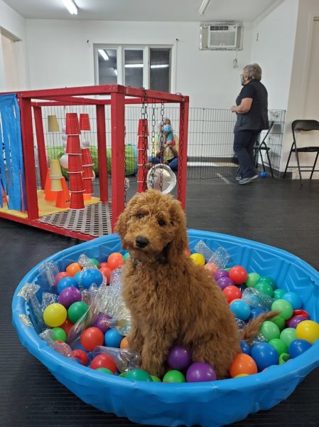 Main dans la patte 24_Éducation canine - photo 3