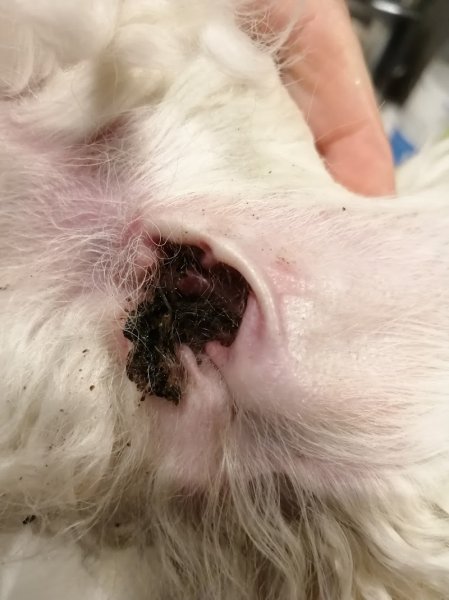 Un Amour de Chien - photo 1