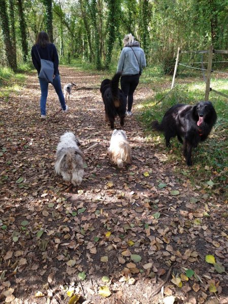 Ecole du Chien de Famille (Club Canin) - photo 2