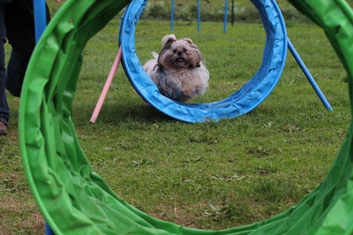 Ecole du Chien de Famille (Club Canin) - photo 3