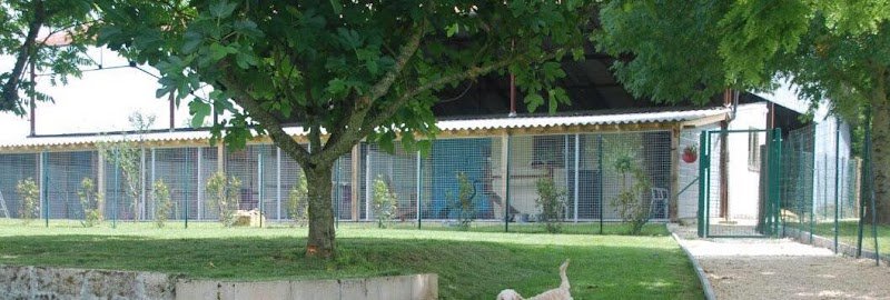 Cozy Cats and Dogs - photo 1