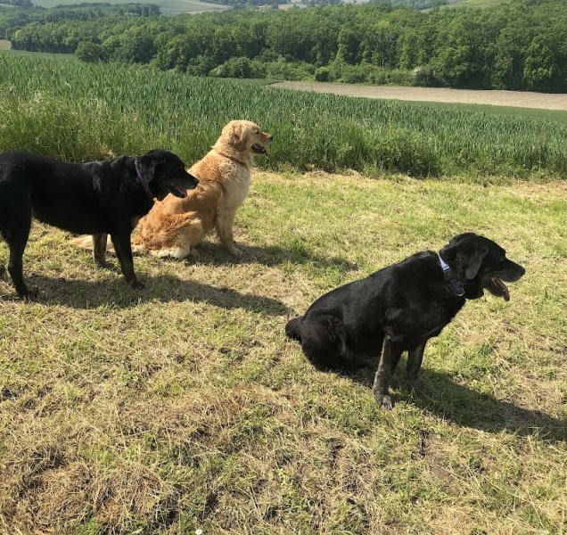 Cozy Cats and Dogs - photo 2