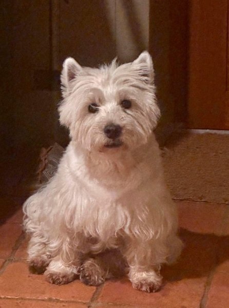 Cozy Cats and Dogs - photo 3